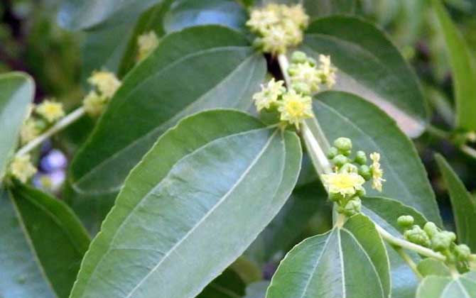 棗樹什么時(shí)候開花？