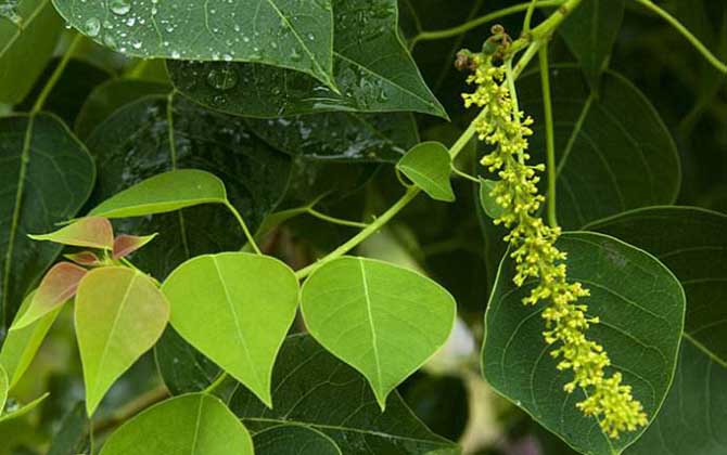 烏桕樹什么時(shí)候開花？