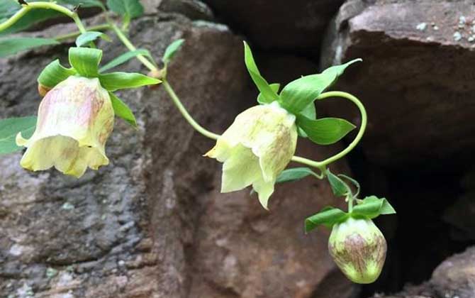 黨參什么時(shí)候開花？