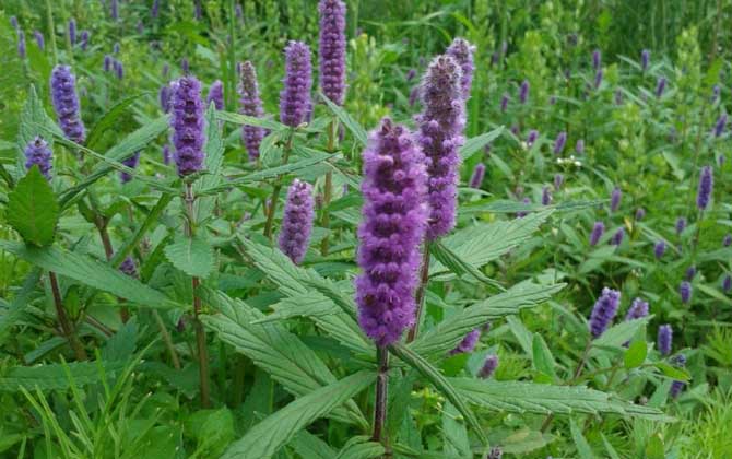 香薷什么時(shí)候開花？