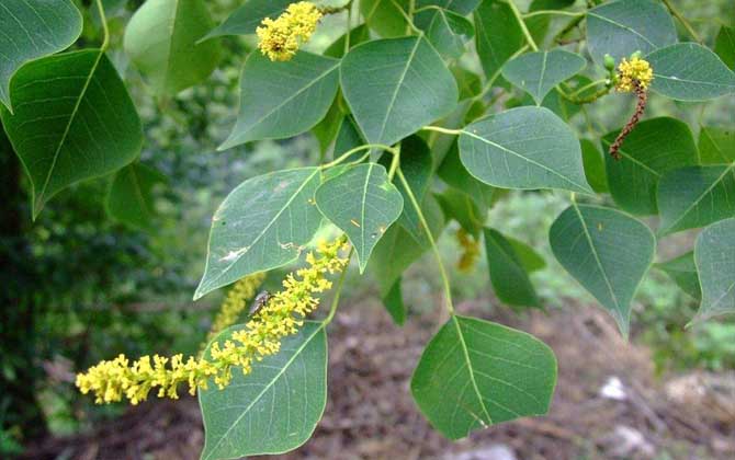 烏桕流蜜期是什么時候？