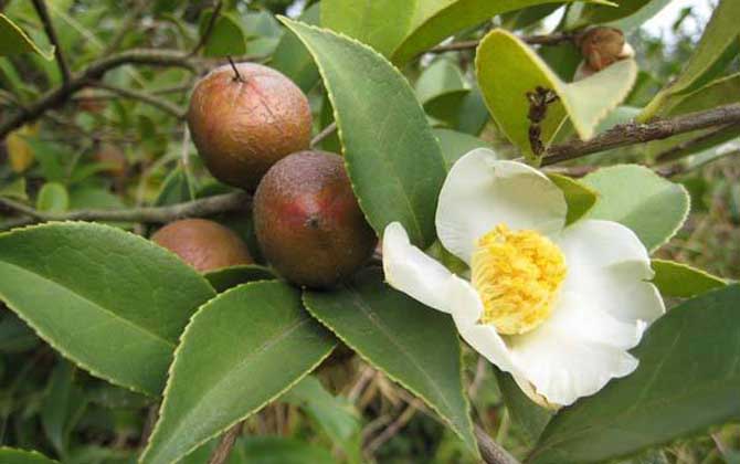 茶花什么時候開花？