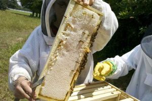 2021年養蜂有補貼嗎？