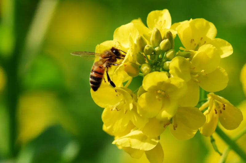 截止3月18日云南、四川、湖北、安徽地區油菜蜜產情情況匯總
