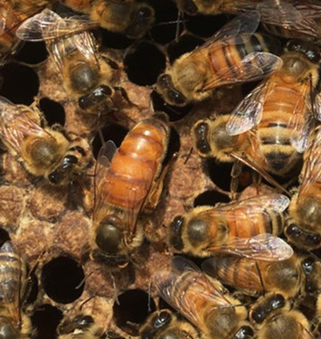 意蜂蜂王的誘入方法和注意事項(xiàng)