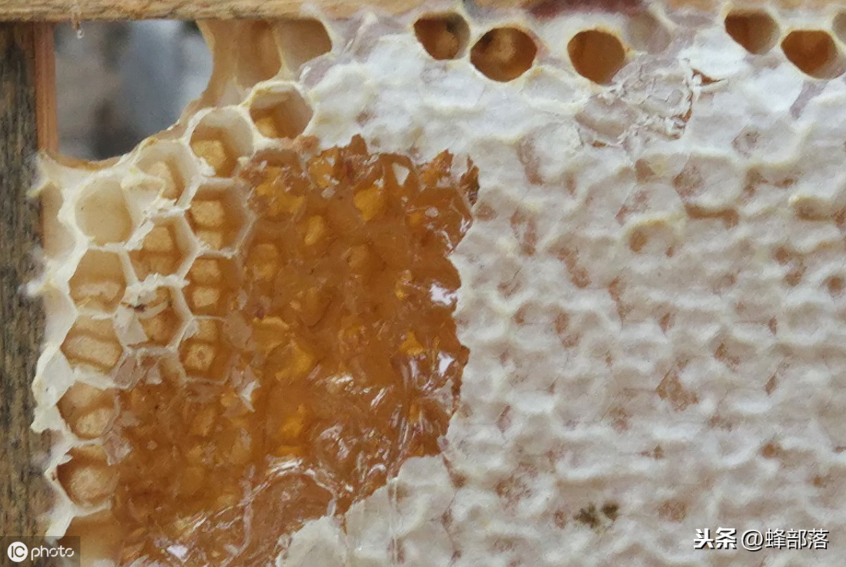 蜜蜂養(yǎng)殖，養(yǎng)殖場(chǎng)蜜蜂多，如何取蜜好？老蜂農(nóng)：3個(gè)配合取蜜更好