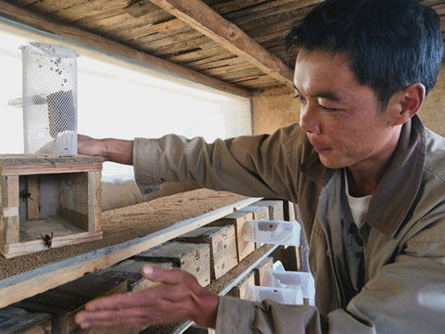 攀枝花貧困戶王文平：養蜂釀造幸福生活