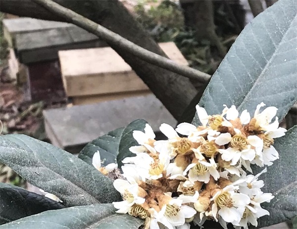 冬蜜怎么看真假?正宗冬蜜怎么識(shí)別?