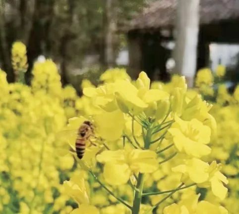 養蜂業，待重新“估價”