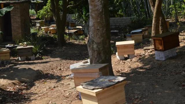 夏季養蜜蜂怎么養？夏季管理的這些要求，你做到了哪些