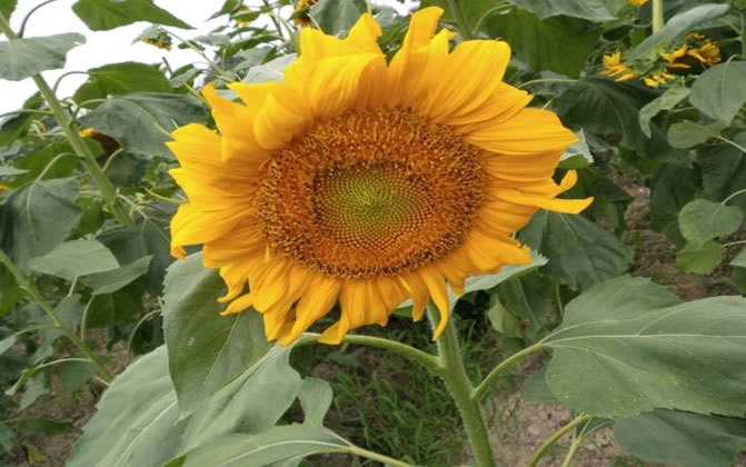 向日葵是什么植物？什么時候開花