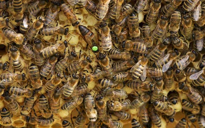 中國大虎頭蜂蜂王價(jià)格（中國大虎頭蜂蜂王多少錢）