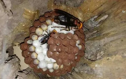 抓馬蜂賣(mài)一年能掙多少錢(qián)（抓馬蜂賺錢(qián)嗎）