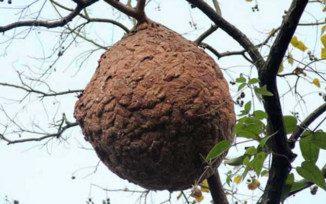 發(fā)現(xiàn)馬蜂窩怎么處理？