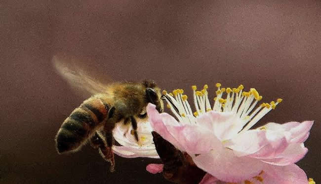 收捕蜂群時(shí)如何判斷有沒(méi)有蜂王？