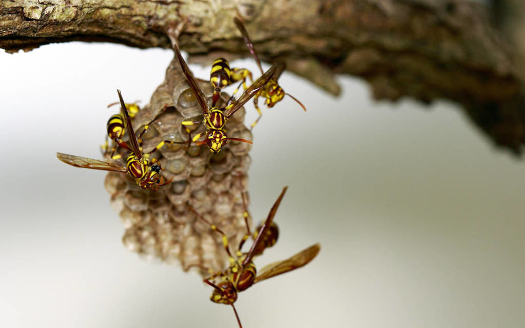 馬蜂是益蟲還是害蟲（養蜂如何防馬蜂）