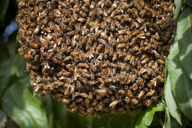 蜜蜂結(jié)團(tuán)是什么原因（蜜蜂在朝門(mén)口結(jié)團(tuán)的原因）