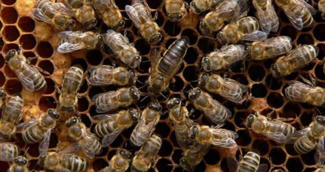 【蜜蜂知識(shí)】東北黑蜂有哪些優(yōu)點(diǎn)？