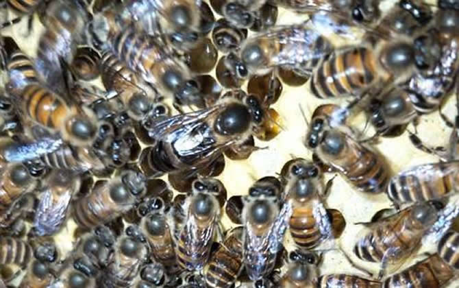 工蜂產(chǎn)卵怎么處理好？