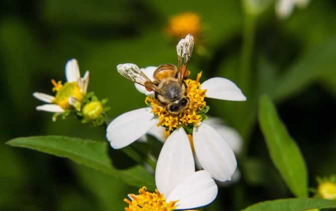 越冬蜂缺蜜怎么辦？