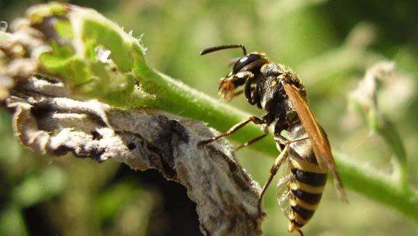 春季蜜蜂群快速復壯的方法