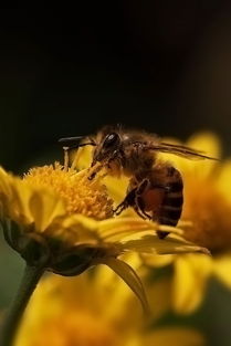 如何評估蜜蜂養(yǎng)殖規(guī)模（蜜蜂飼養(yǎng)規(guī)模與產(chǎn)值效益調(diào)查分析）