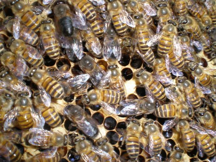 【蜜蜂知識】雄蜂是如何發(fā)育的