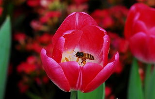 黑蜂愛吃什么（蜜蜂愛吃什么食物）