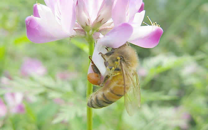 如何讓蜂群快速變強群？