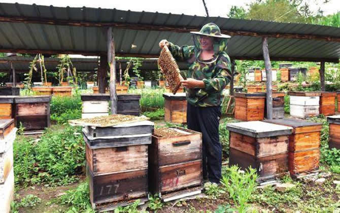 城市陽臺能養蜂嗎（城市能不能陽臺養蜂）