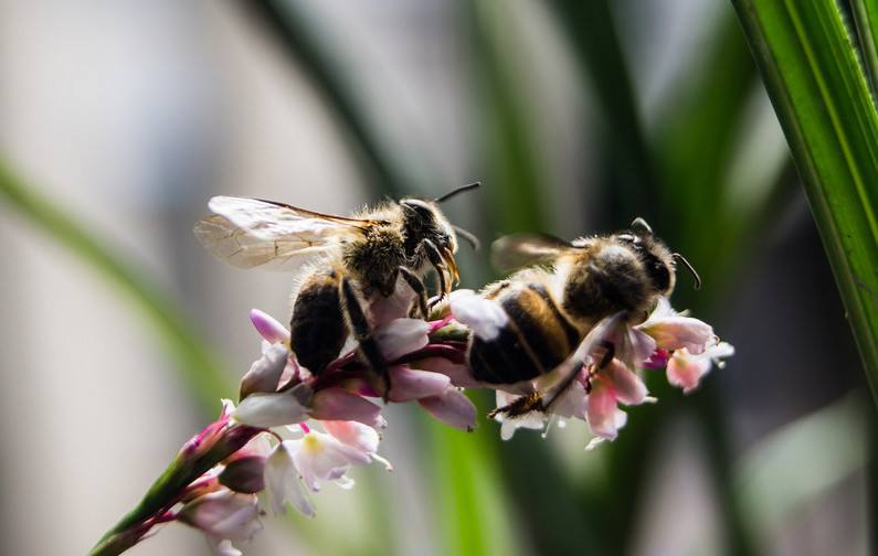 蜜蜂人工怎樣分蜂？