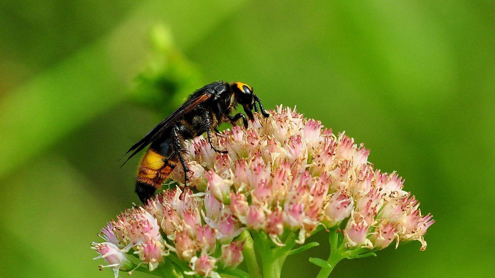 黃蜂的毒液是酸性還是堿性（黃蜂毒液性狀和被蟄后的應(yīng)急處理）