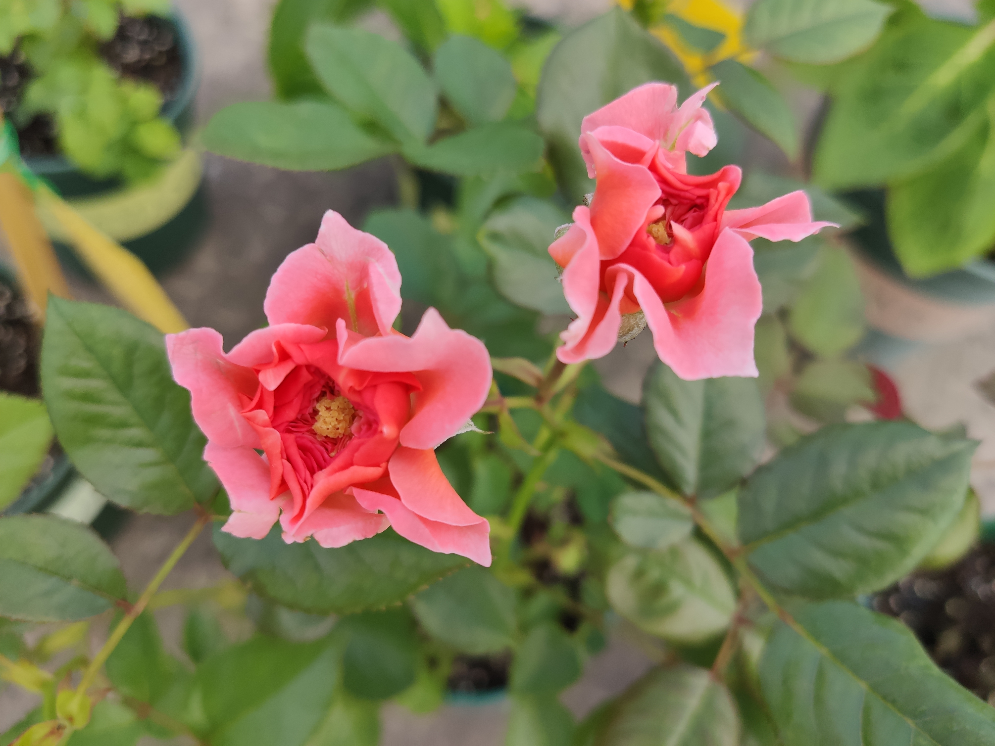 怎么對付切葉蜂（切葉蜂怎么防治）