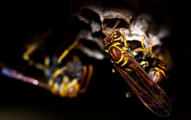 家里飛來黃蜂代表什么（家里飛進(jìn)一只黃蜂預(yù)示什么）