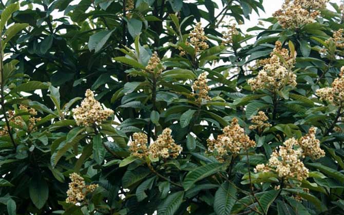 枇杷樹(shù)是蜜源植物嗎（枇杷有蜜嗎）