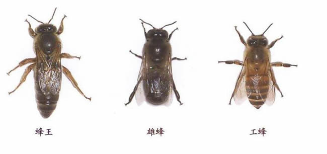 【蜜蜂知識】在蜂群中如何辨別蜂后？