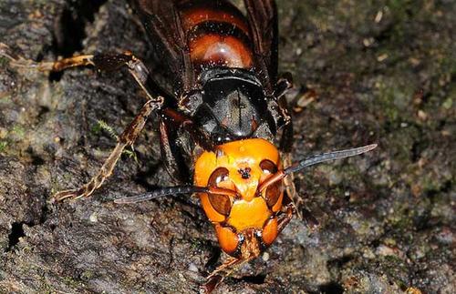中國大虎頭蜂泡酒的功效（虎頭蜂酒對人體的好處）