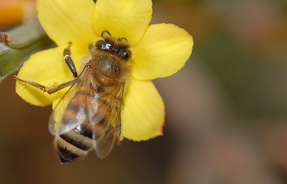 南方蜜蜂養殖技術和注意事項（南方蜜蜂養殖技術篇）