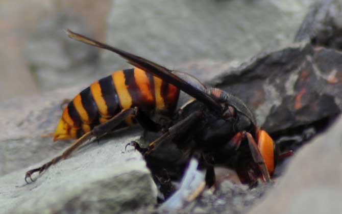 地雷蜂和中國大虎頭蜂誰厲害（地雷蜂和虎頭蜂的區別）