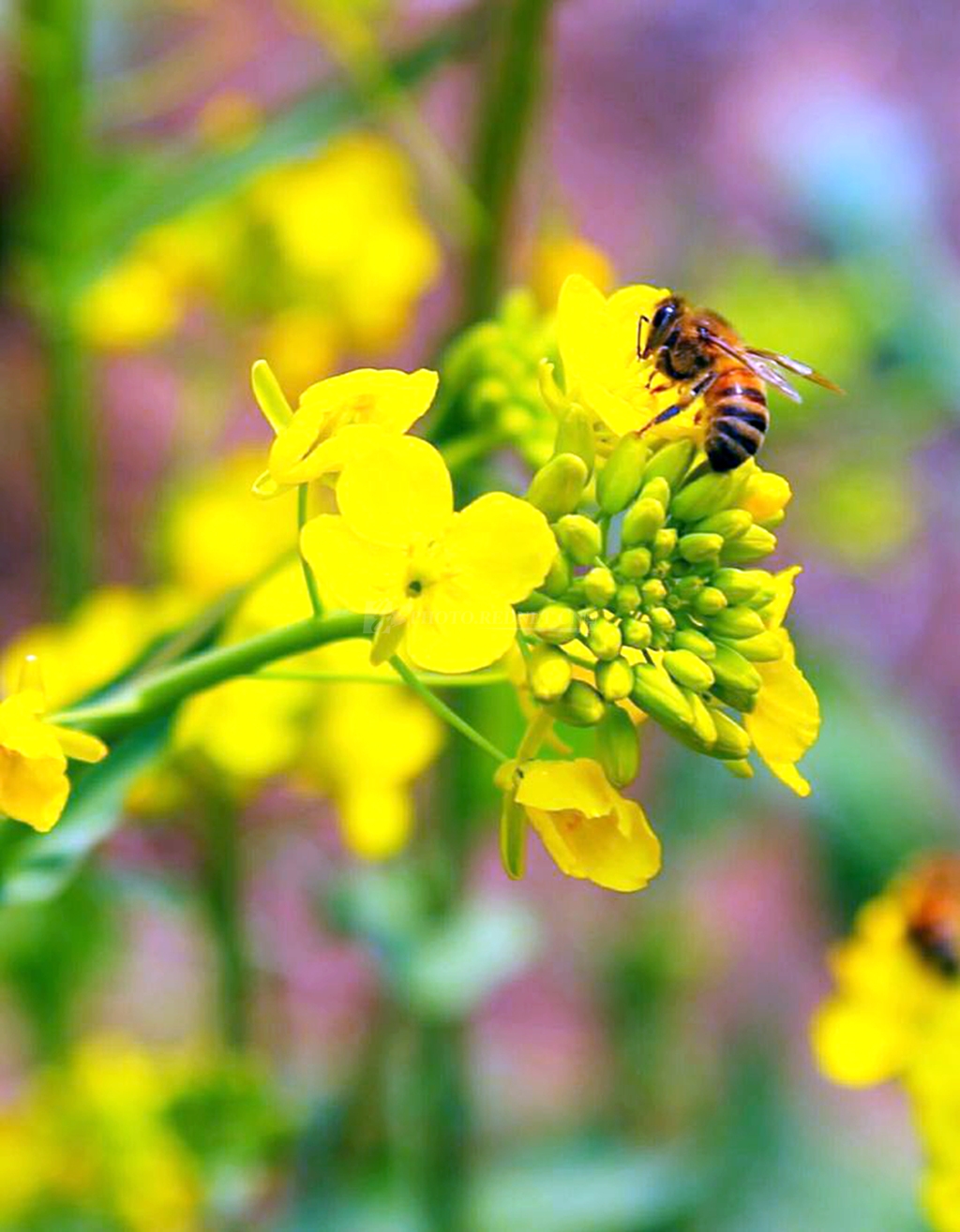 中華蜜蜂養(yǎng)殖入門實用技術（中華蜜蜂怎么養(yǎng)殖）