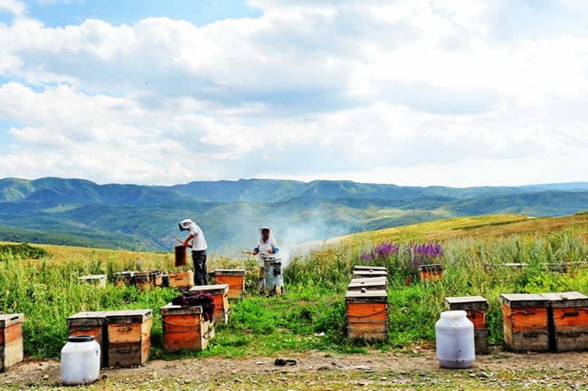 【蜜蜂知識】我國哪里養蜂人最多？