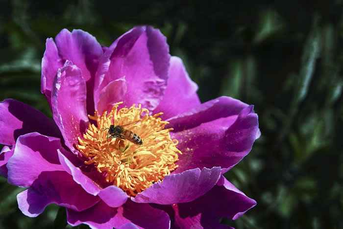 中蜂什么時候開始秋繁？