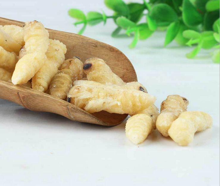 【蜜蜂知識】如何區別蜜蜂蛹和胡蜂蛹？