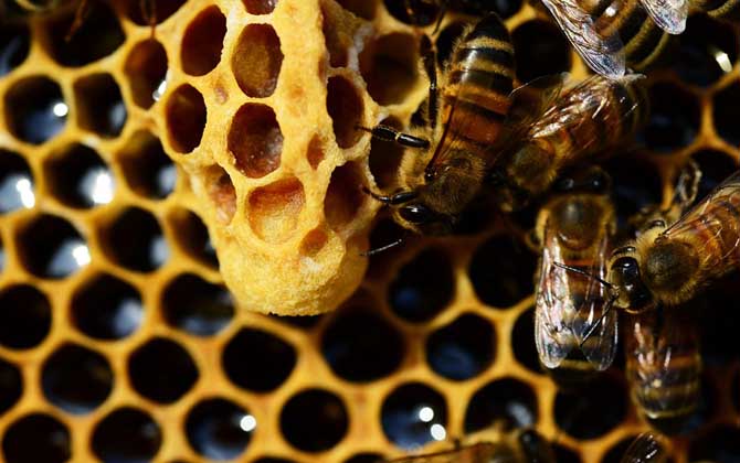 什么是王臺（王臺是什么樣子的）