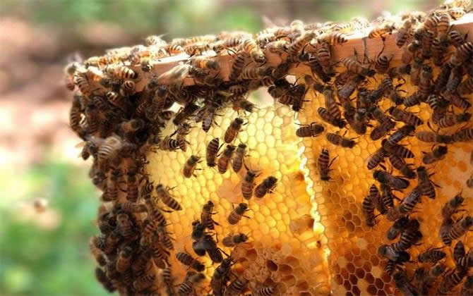 新手買(mǎi)蜂注意事項(xiàng)