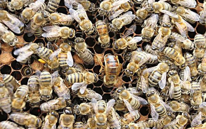 什么是蜂王？