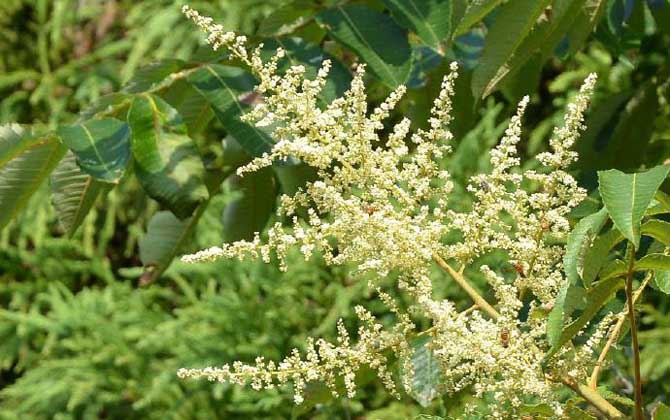 五倍子花什么時(shí)候開始流蜜（五倍子幾月份開花流蜜）
