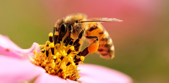 工蜂拖幼蟲是什么原因？