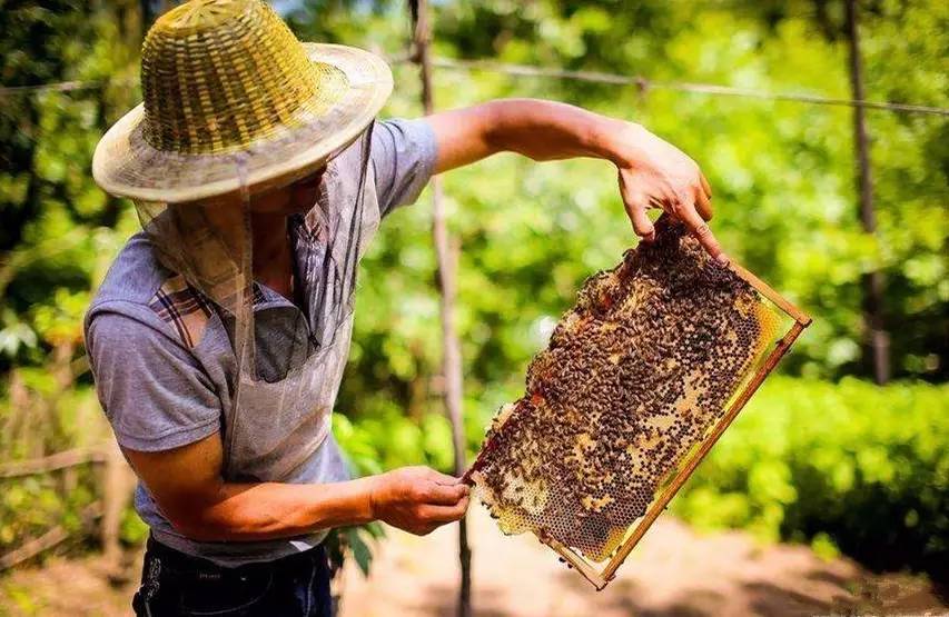 農(nóng)村土蜜蜂高效養(yǎng)殖技術(shù)（最新養(yǎng)土蜜蜂的實用技術(shù)方法）