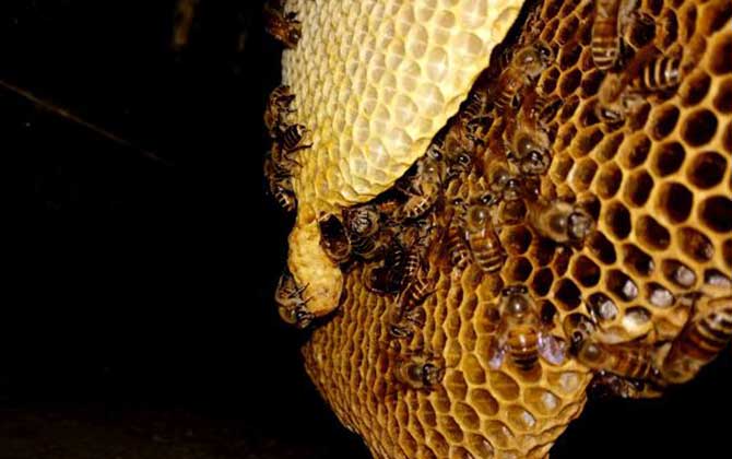 晚上用火燒馬蜂窩安全不（火燒馬蜂窩的技巧）